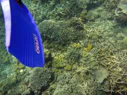 Coral and snorkel fin, viewed from underwater