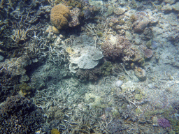 Coral, viewed from underwater