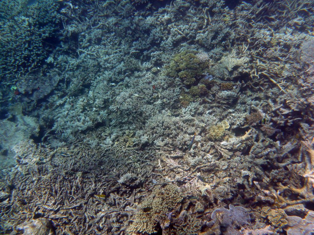 Coral and fish, viewed from underwater