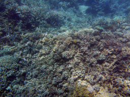 Coral and fish, viewed from underwater