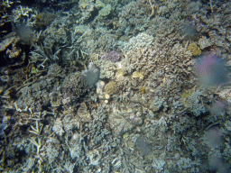 Coral, viewed from underwater