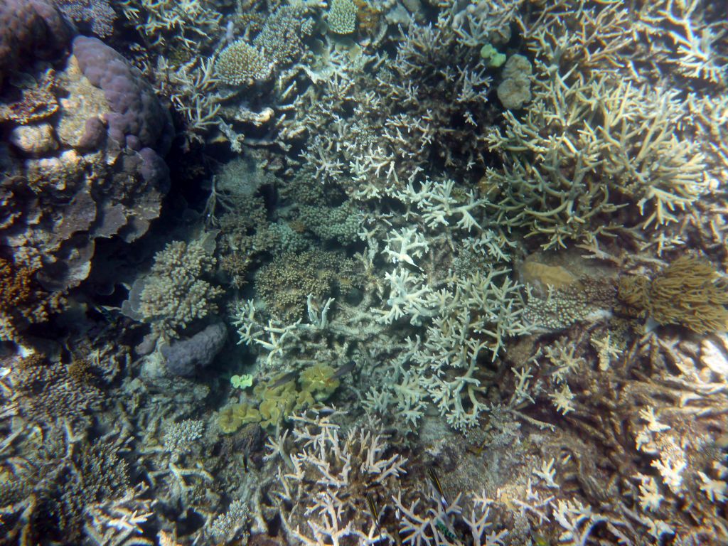 Coral and fish, viewed from underwater