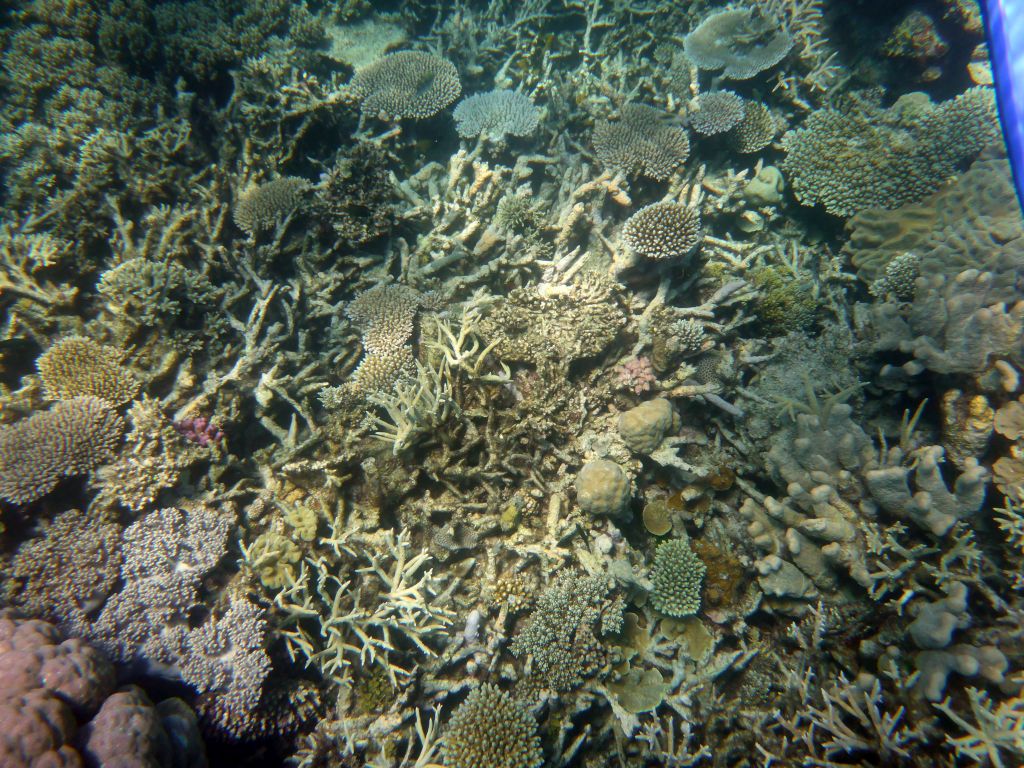 Coral, viewed from underwater