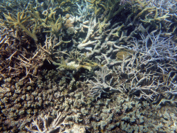 Coral, viewed from underwater