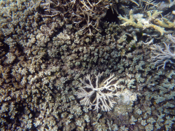 Coral, viewed from underwater