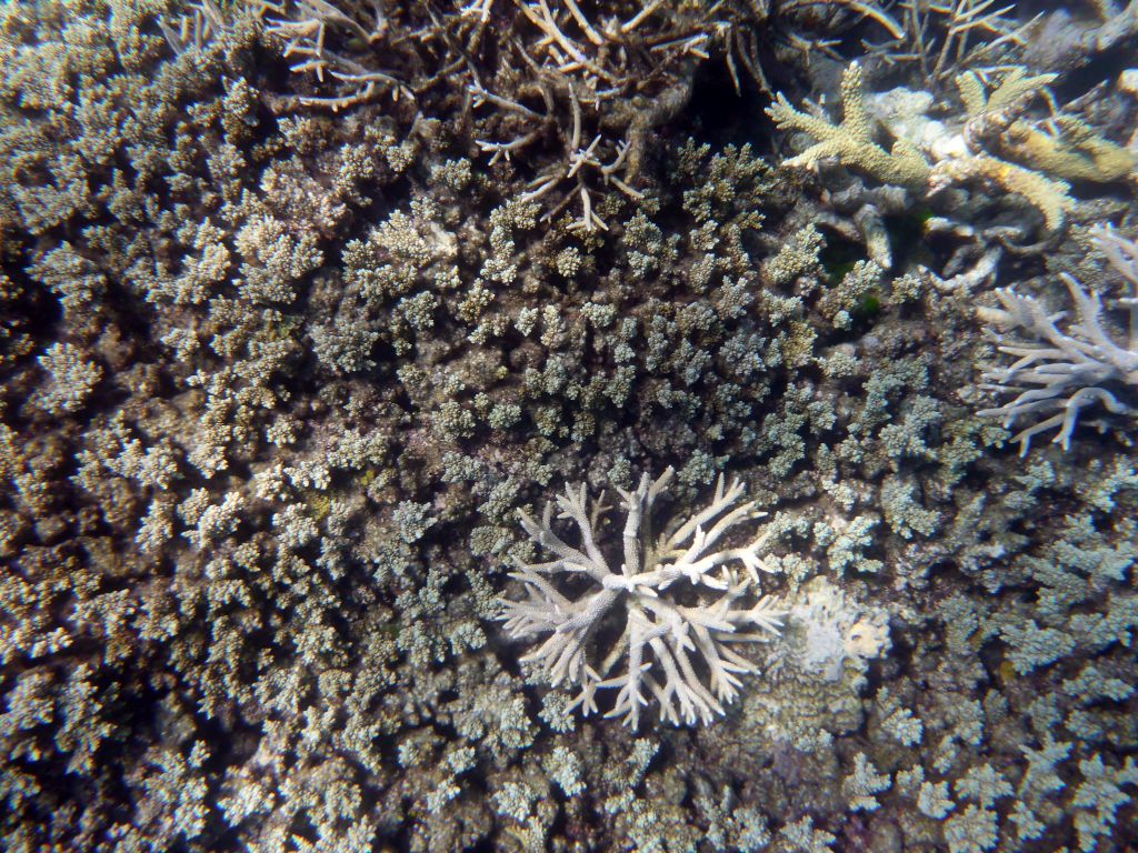 Coral, viewed from underwater