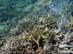 Coral and fish, viewed from underwater