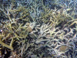 Coral, fish and air bubbles, viewed from underwater