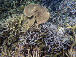 Coral and fish, viewed from underwater