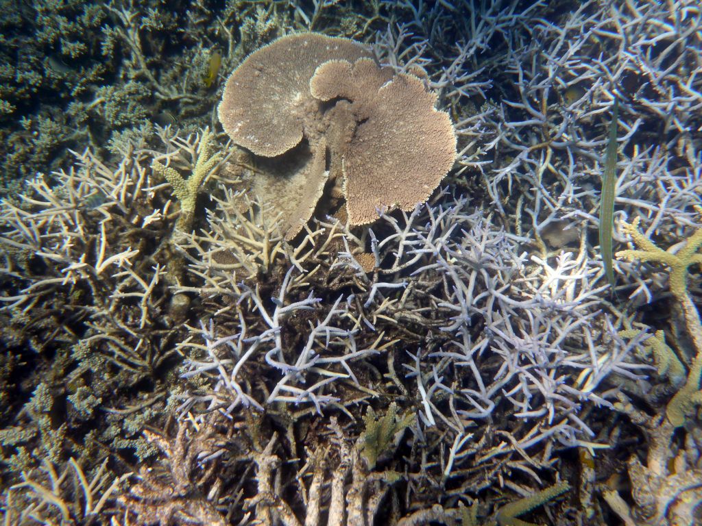 Coral and fish, viewed from underwater