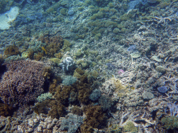 Coral and fish, viewed from underwater