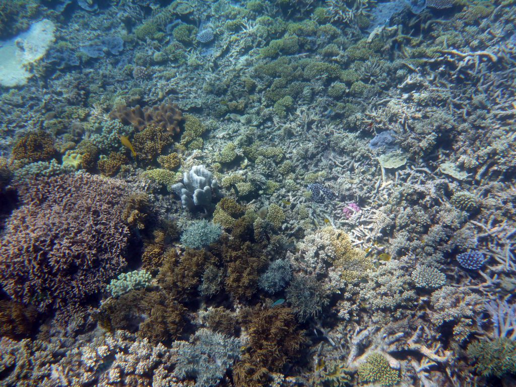 Coral and fish, viewed from underwater