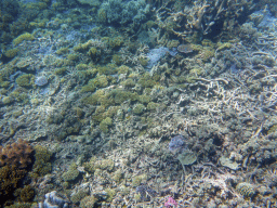 Coral, viewed from underwater