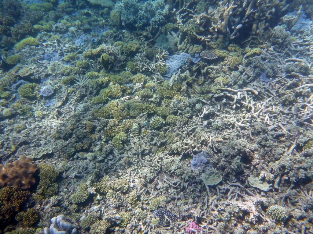 Coral, viewed from underwater