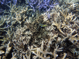 Coral and fish, viewed from underwater