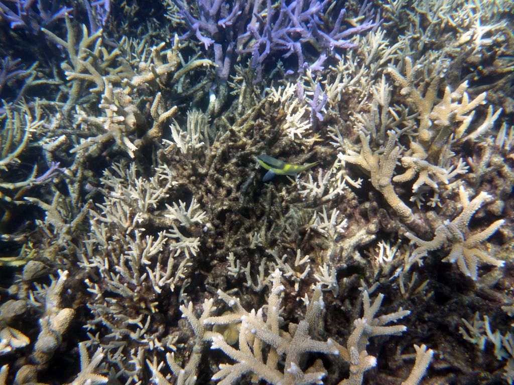 Coral and fish, viewed from underwater