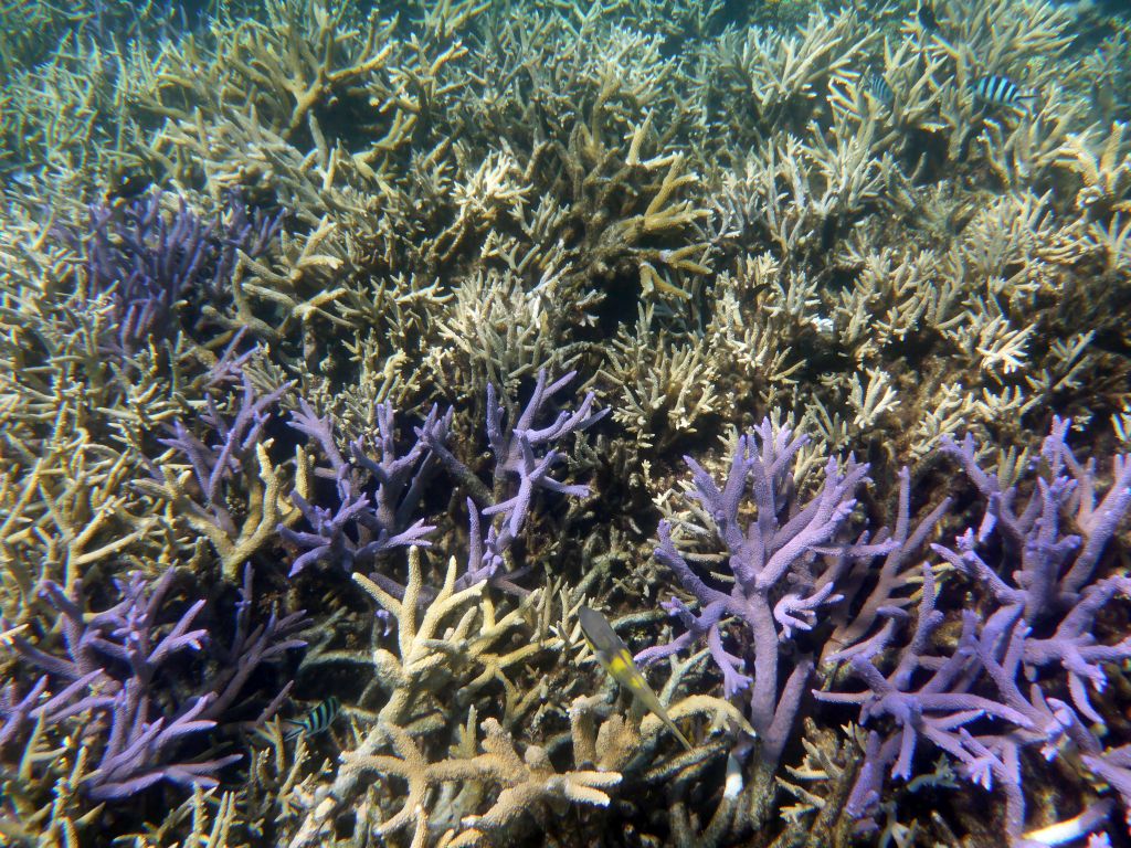 Coral and fish, viewed from underwater