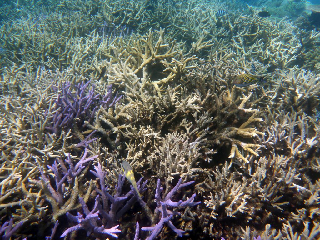 Coral, Striped Surgeonfish and Scissor-tail Sergeant, viewed from underwater