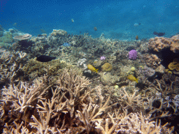 Coral, Scissor-tail Sergeant and other fish, viewed from underwater