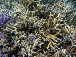 Coral and Scissor-tail Sergeant, viewed from underwater