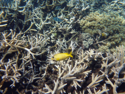 Coral, Coral Rabbitfish, Striped Surgeonfish and Scissor-tail Sergeants, viewed from underwater