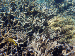Coral, Coral Rabbitfish, Striped Surgeonfish and Scissor-tail Sergeants, viewed from underwater