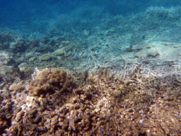 Coral and fish, viewed from underwater