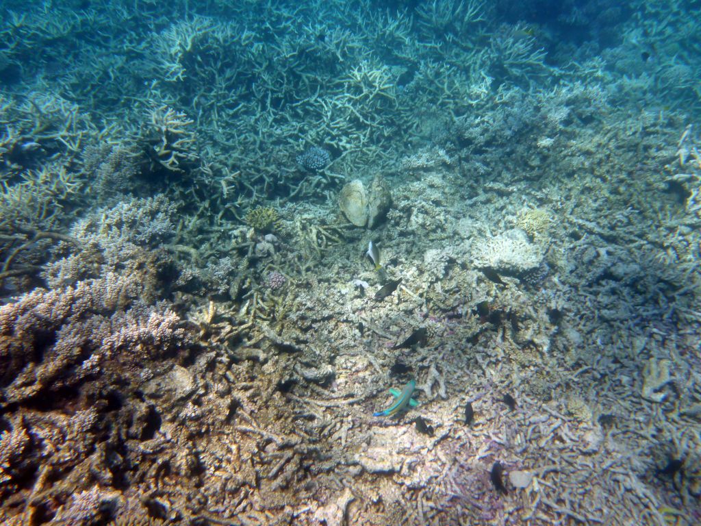 Coral and fish, viewed from underwater