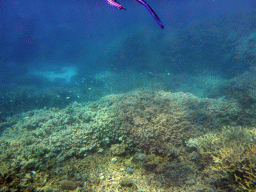 Coral, fish and snorkel fins, viewed from underwater