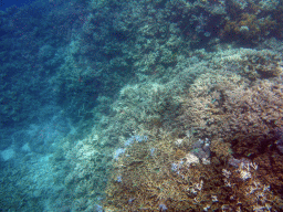 Coral and fish, viewed from underwater