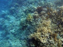 Coral and fish, viewed from underwater