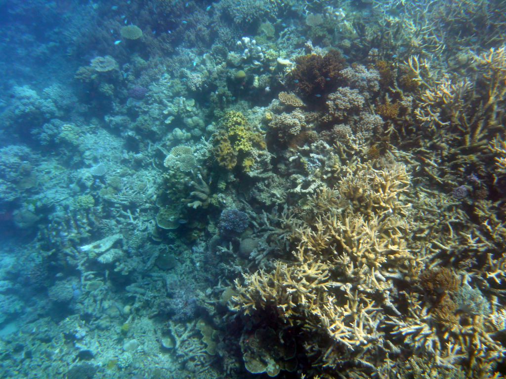 Coral and fish, viewed from underwater