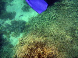 Coral and snorkel fin, viewed from underwater