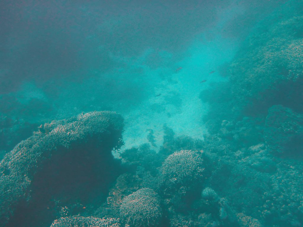 Coral and fish, viewed from underwater