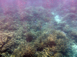 Coral and school of fish, viewed from underwater