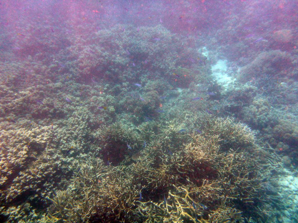 Coral and school of fish, viewed from underwater