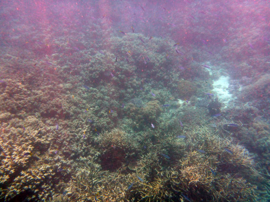 Coral and school of fish, viewed from underwater