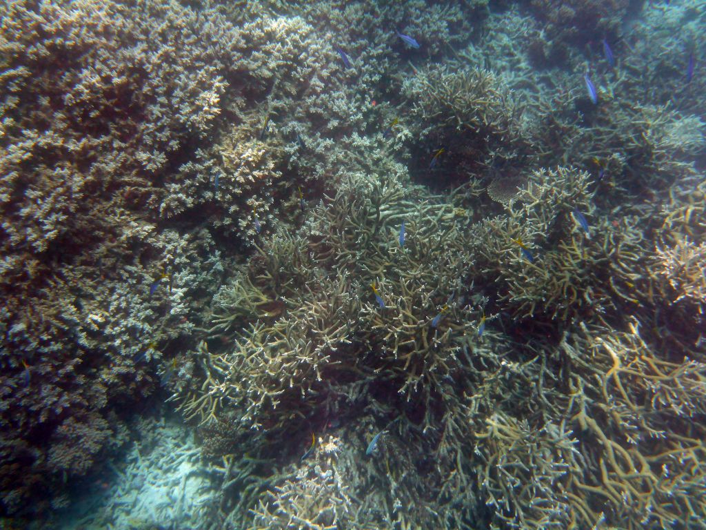 Coral and school of fish, viewed from underwater