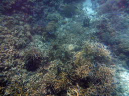 Coral and school of fish, viewed from underwater