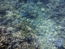 Coral and fish, viewed from underwater