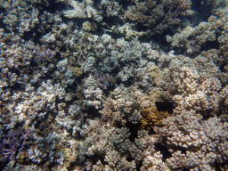 Coral and fish, viewed from underwater