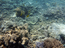 Coral and Coral Rabbitfish, viewed from underwater
