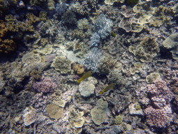 Coral and Coral Rabbitfish, viewed from underwater