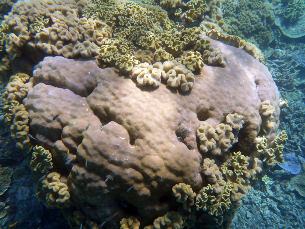 Coral and school of fish, viewed from underwater