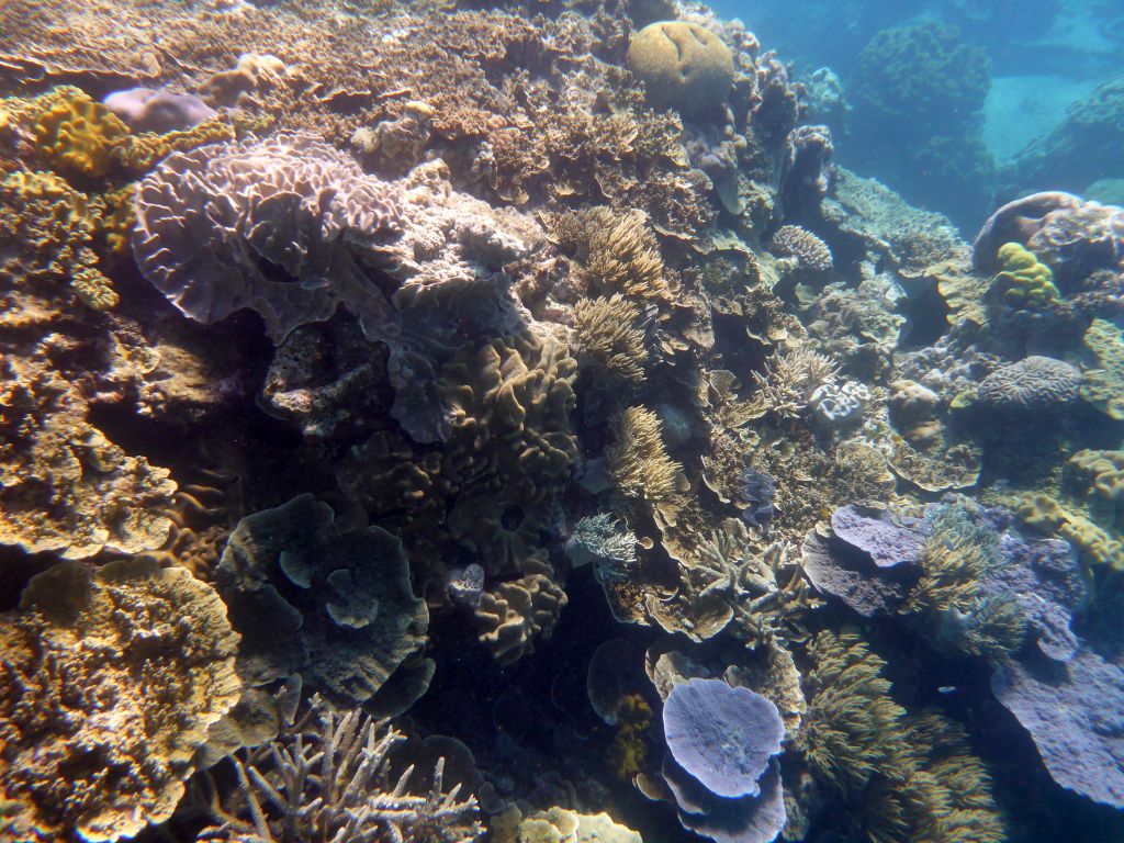 Coral and fish, viewed from underwater