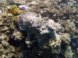 Coral, viewed from underwater