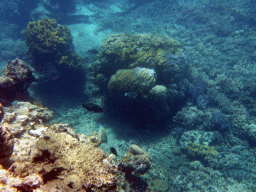 Coral and fish, viewed from underwater