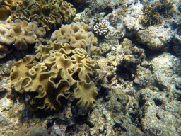 Coral, viewed from underwater