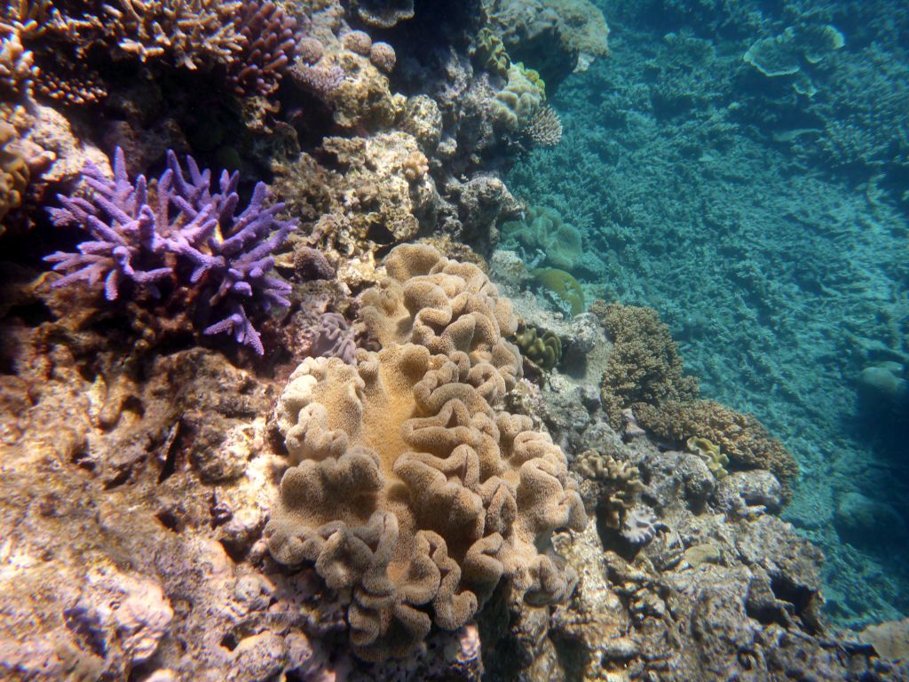 Coral, viewed from underwater