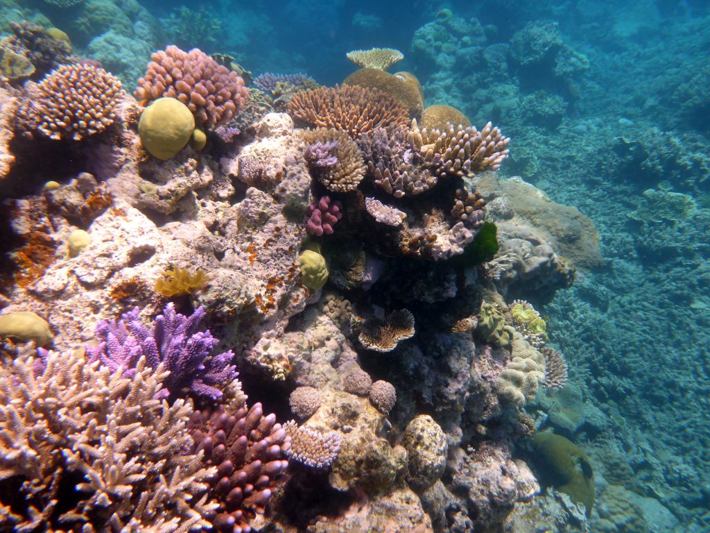 Coral, viewed from underwater